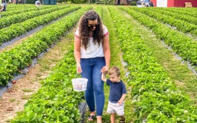 Strawberry Picking in North Carolina | My Practical Guide
