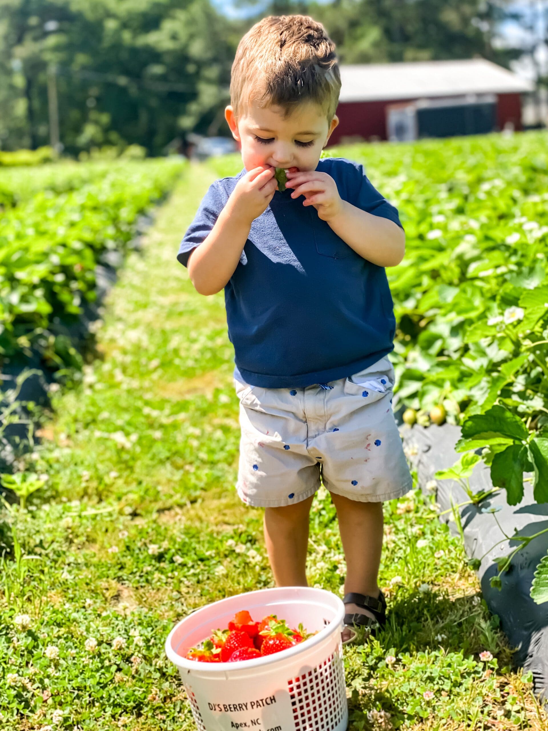 strawberry picking in north carolina